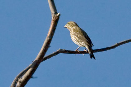 Purple Finch Image @ Kiwifoto.com