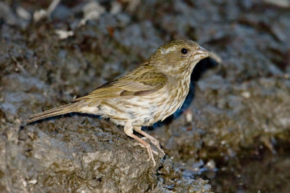 Purple Finch Picture @ Kiwifoto.com