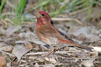 Purple Finch