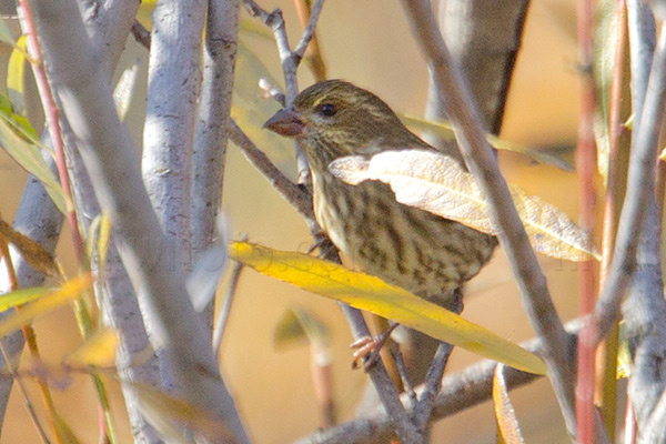 Purple Finch Image @ Kiwifoto.com