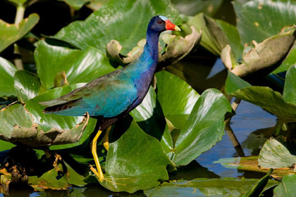 Purple Gallinule Image @ Kiwifoto.com