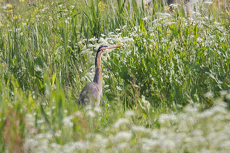 Purple Heron @ Zouweboezem, Utrecht, Netherlands