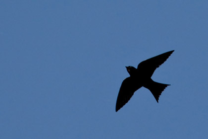 Purple Martin Image @ Kiwifoto.com