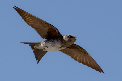 Purple Martin Picture @ Kiwifoto.com