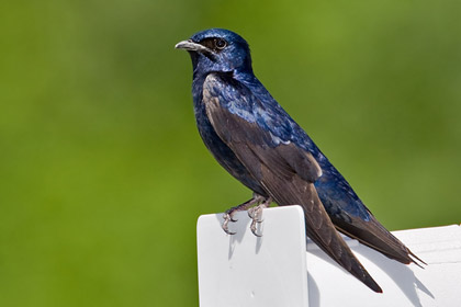 Purple Martin Photo @ Kiwifoto.com