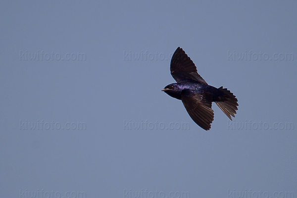 Purple Martin Image @ Kiwifoto.com