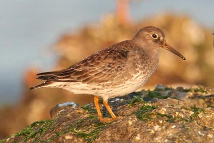 Purple Sandpiper Photo @ Kiwifoto.com