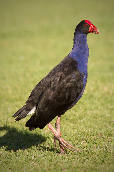 Purple Swamphen