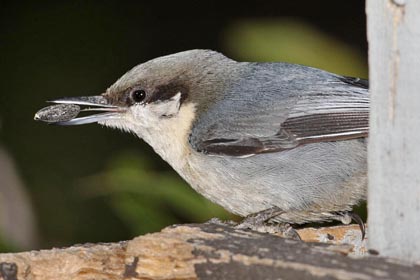 Pygmy Nuthatch Photo @ Kiwifoto.com