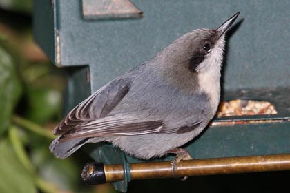 Pygmy Nuthatch Photo @ Kiwifoto.com