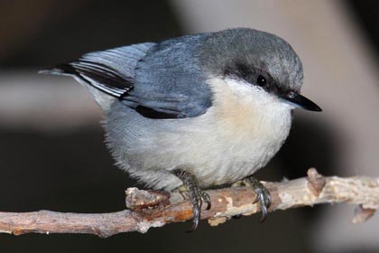Pygmy Nuthatch Image @ Kiwifoto.com