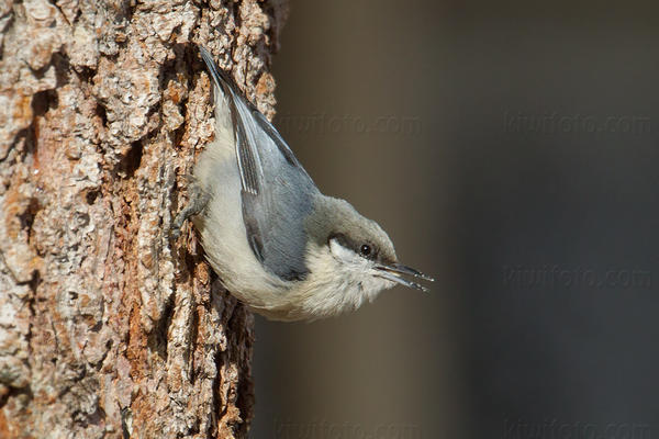 Pygmy Nuthatch Photo @ Kiwifoto.com