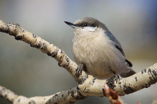 Pygmy Nuthatch Image @ Kiwifoto.com