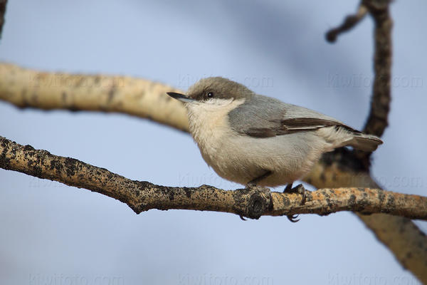 Pygmy Nuthatch Image @ Kiwifoto.com