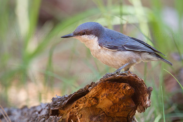 Pygmy Nuthatch Picture @ Kiwifoto.com