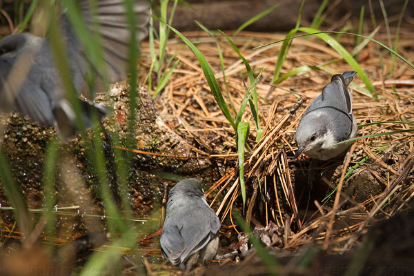 Pygmy Nuthatch Image @ Kiwifoto.com