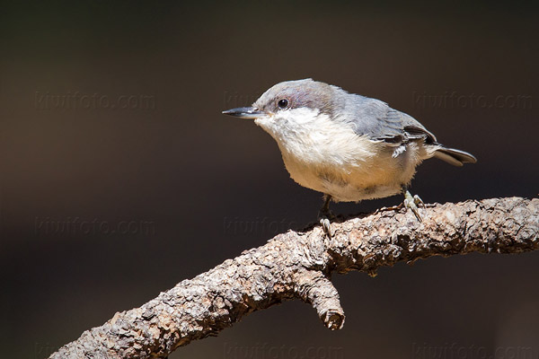 Pygmy Nuthatch Image @ Kiwifoto.com