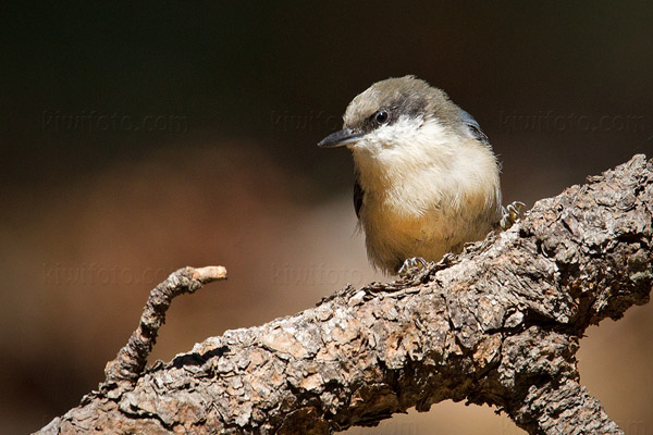 Pygmy Nuthatch Image @ Kiwifoto.com