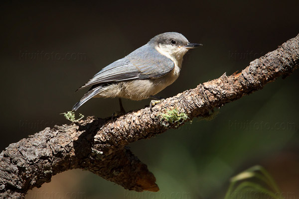 Pygmy Nuthatch Picture @ Kiwifoto.com