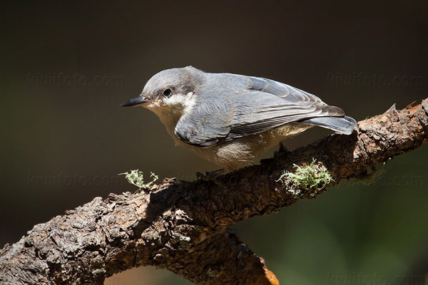 Pygmy Nuthatch Photo @ Kiwifoto.com