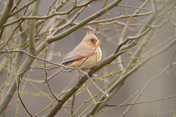 Pyrrhuloxia Picture @ Kiwifoto.com