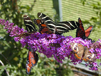 Buckeye (Zebra Longwing, Common  Butterflies)