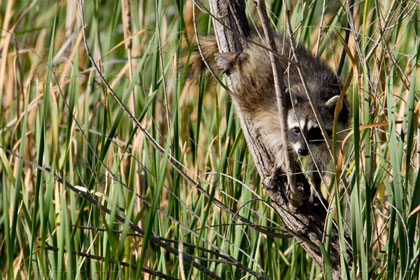 Raccoon Photo @ Kiwifoto.com