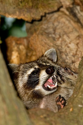 Raccoon Picture @ Kiwifoto.com