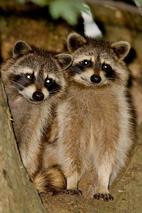 Raccoon Picture @ Kiwifoto.com