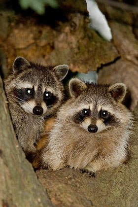 Raccoon Image @ Kiwifoto.com