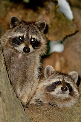 Raccoon Image @ Kiwifoto.com