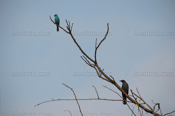 Racket-tailed Treepie (bottom right)