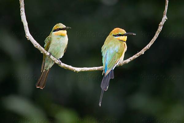 Rainbow Bee-eater Photo @ Kiwifoto.com