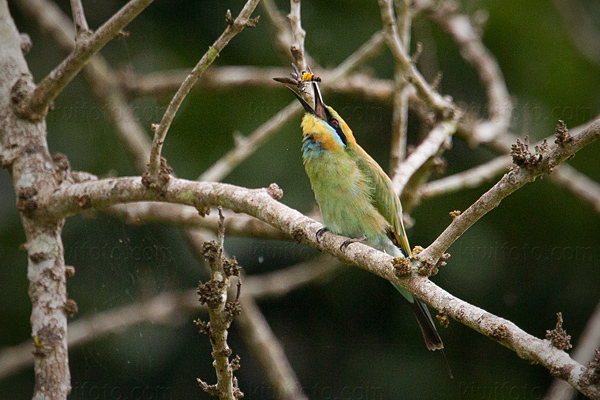 Rainbow Bee-eater Image @ Kiwifoto.com