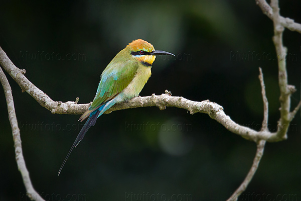 Rainbow Bee-eater Image @ Kiwifoto.com