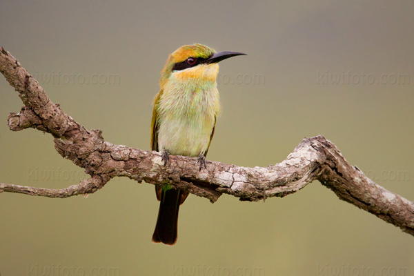 Rainbow Bee-eater Photo @ Kiwifoto.com