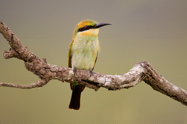 Rainbow Bee-eater Image @ Kiwifoto.com