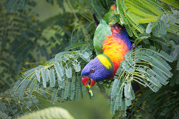 Rainbow Lorikeet Picture @ Kiwifoto.com