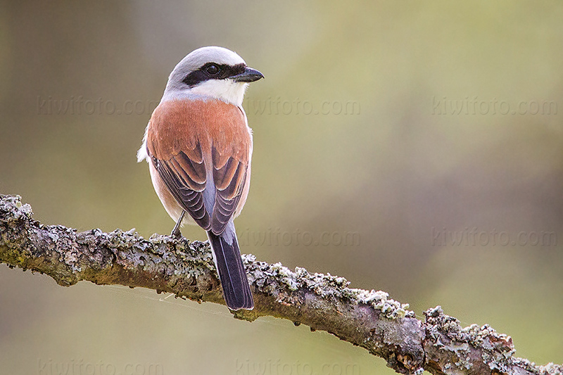 Red-backed Shrike Image @ Kiwifoto.com