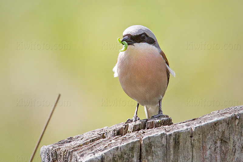 Red-backed Shrike Image @ Kiwifoto.com