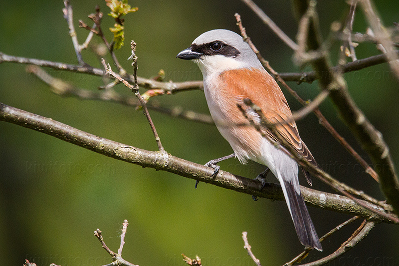 Red-backed Shrike Image @ Kiwifoto.com