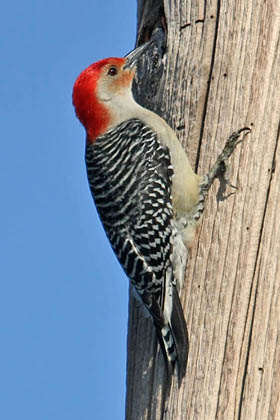 Red-bellied Woodpecker Image @ Kiwifoto.com