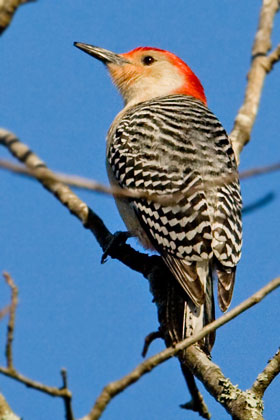 Red-bellied Woodpecker Picture @ Kiwifoto.com