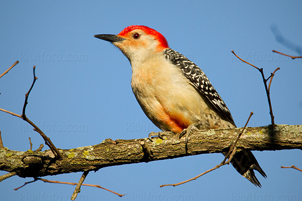 Red-bellied Woodpecker Image @ Kiwifoto.com