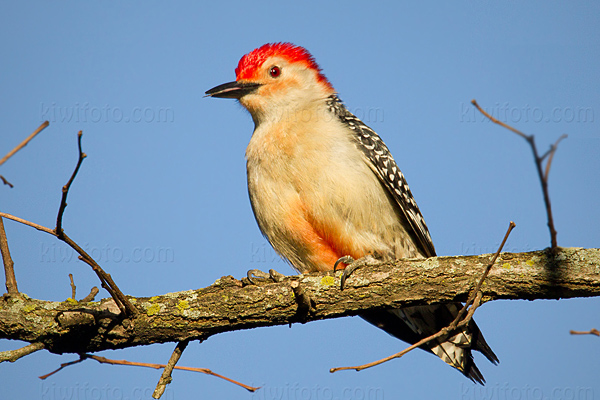 Red-bellied Woodpecker Image @ Kiwifoto.com