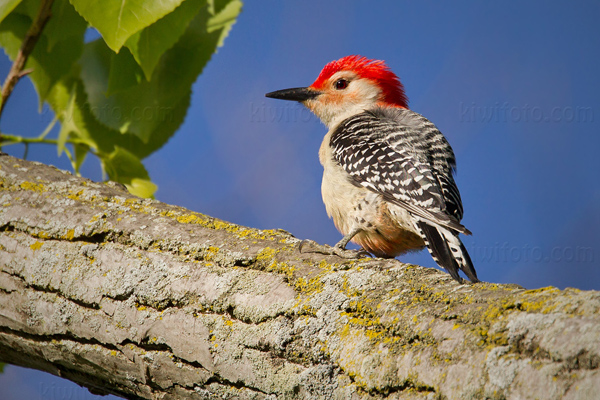 Red-bellied Woodpecker Image @ Kiwifoto.com