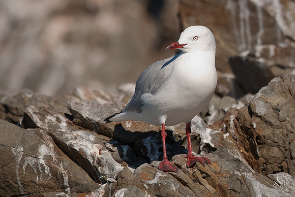 Red-billed Gull Photo @ Kiwifoto.com