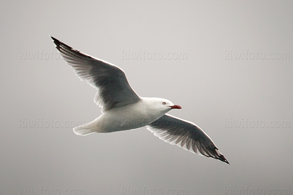 Red-billed Gull Photo @ Kiwifoto.com