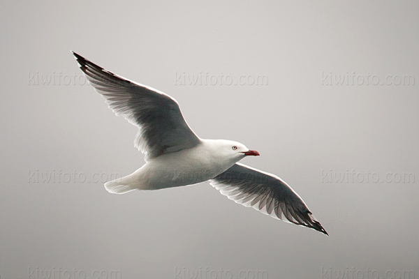 Red-billed Gull Image @ Kiwifoto.com