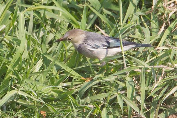 Red-billed Starling Picture @ Kiwifoto.com